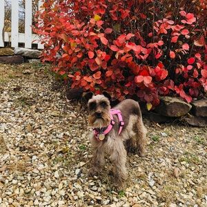 Meet your Posher, Liz